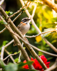 The tico-tico is a Brazilian bird with a brown, black and gray color and its tuft. It has a large area of ​​occurrence in the Americas that goes from Tierra del Fuego to the south of Mexico