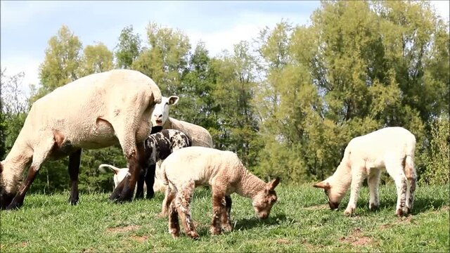 ewe and lambs grazing on dike
