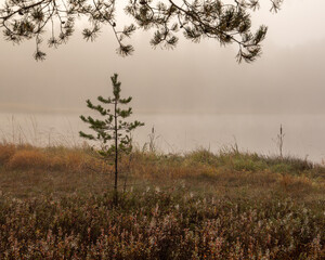 Misty scene with lake and wet grass and trees on a foggy morning in swamp in October in Kangari in Latvia