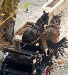 horse and carriage