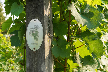 Vine plants with a "Riesling" sign on a vineyard in Radebeul. "Riesling" is a white grape variety.