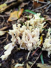 mushrooms in the forest
