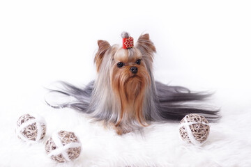 Christmas Yorkshire Terrier on a white background.