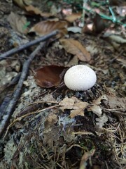 mushroom in the forest