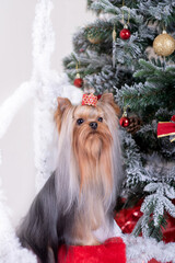 Yorkshire Terrier near a decorated Christmas tree.
