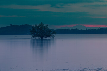 Natural background of morning light against trees or coastal mangrove forest, cool blurred wind, beauty according to the weather conditions during the day.