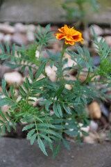 Tagetes blüht zwischen Steinen auf der Terrasse