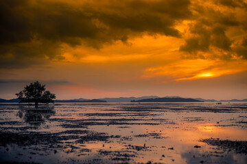 Natural background of morning light against trees or coastal mangrove forest, cool blurred wind, beauty according to the weather conditions during the day.