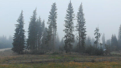 Autumn landscape with trees in thick fog. Wooden fence and tall pine trees are covered with white haze.