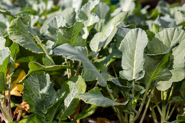 Obraz premium Fresh green seedlings. Selective focus shot of bright green leaves, planting seedlings in greenhouse. Idea for wallpaper, postcard, poster design, banner, copy space, close up.