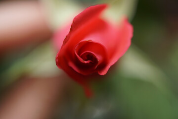 Red Rose - Close up