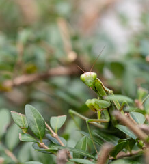 green adult praying mantis, camouflaged among the leaves of a bush waiting for prey