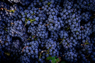 Dark blue ripe grapes for making red wine macro - Cabernet grapes - obrazy, fototapety, plakaty