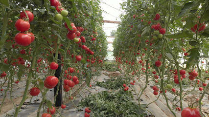 Ripe tomatoes ready to pick in a greenhouse. Inside view of plastic hothouse. Red juicy tomatoes.