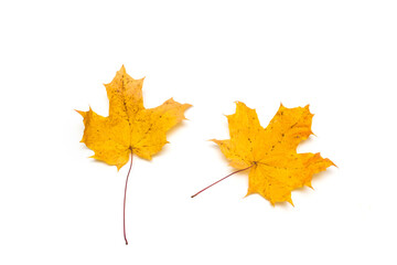 autumn maple leaf isolated