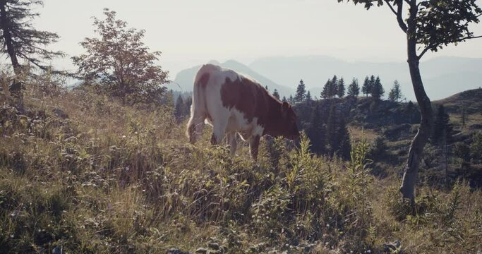 Calf young cow walk to tree scratch head Alps mountain morning nature