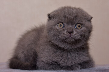 Gray scottish kitten close-up sits on his house