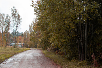 Autumn season is here, picture off trees in autumn with road. Shooting date - 10/11/2020. Location - Limbazi, Limbazu novads, Latvia.