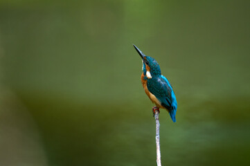 common kingfisher