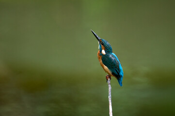 common kingfisher