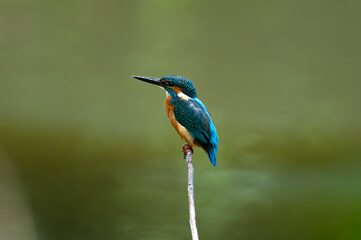 common kingfisher