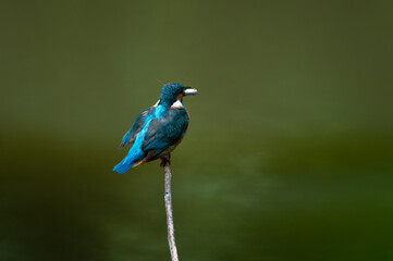common kingfisher