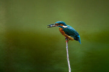 common kingfisher