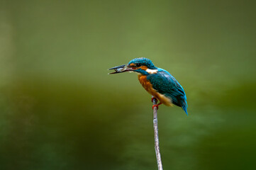 common kingfisher