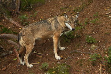 Naklejka na ściany i meble Wolf in an enclosure near Srni in Bohemia Forest,Plzen Region,Czech republic,Europe 