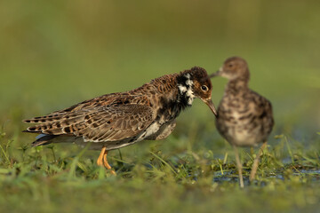 Leaking ruffs in Biebrza National park in Poland