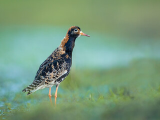 Ruff in Biebrza national park in Poland