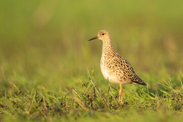 Ruff in Biebrza national park in Poland