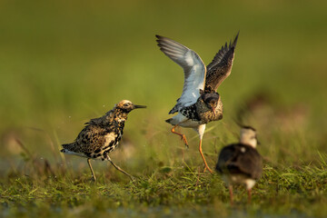 Fighting ruffs in Biebrza National park in Poland