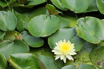 Nature. Photo of beautiful Nymphaea flower