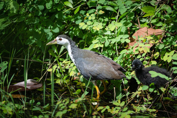 Amaurornis phoenicurus