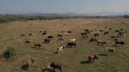 Beautiful landscape of meadow with cows. Agriculture animals are grazing on the glade. Majestic mountains on the horizon.