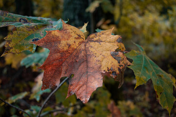 Autumn season is here, picture off leaves in autumn. Shooting date - 10/11/2020. Location - Limbazi, Limbazu novads, Latvia.
