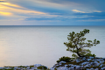 Sunset behind storm clouds over ocean with pine tree in foreground