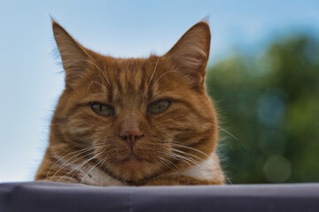 Red female cat relaxing close up photo from face, made on 9 september 2020 in Weert the Netherlands