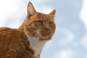 portrait of a cat looking with a light blue cloudy background, photo made on 9 september in Weert the Netherlands