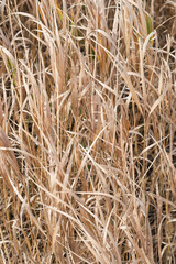 Abstract background of dry grass. Dry grass texture. Selective focus