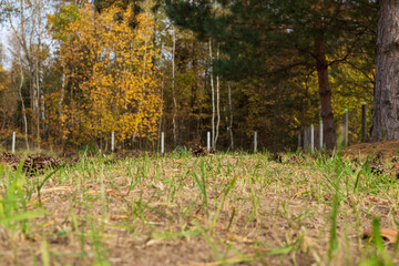 Garden view. Ground level. Autumn forest. Selective focus.