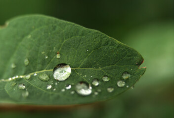 The beauty of nature in a closeup