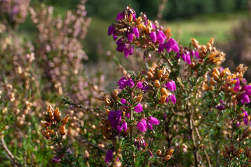 Pink cross-leaved heath flowers in Scotland