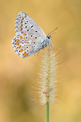 The Common blue butterfly at dawn (Polyommatus icarus)