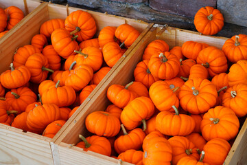 Mini orange pumpkins in bulk at the farmers market in the fall