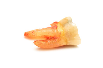 closed up of adult tooth number 14  after extraction isolated on white