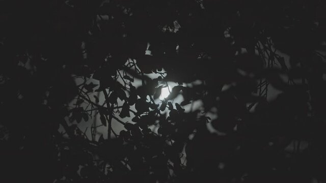 Moonlight in the backround of some trees