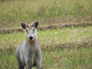 二ホンカモシカ