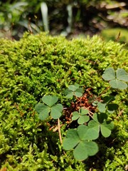 green moss and clover in a close 